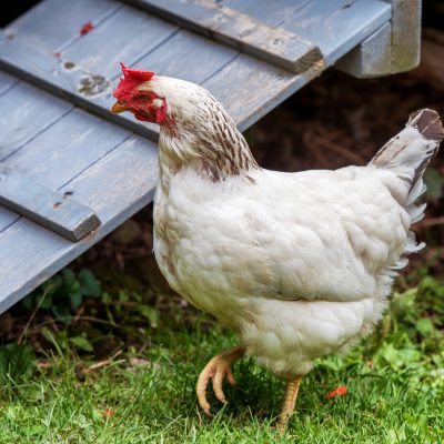 Spotting and Treating Foot Problems in Chickens